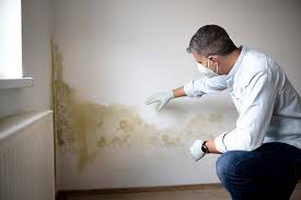 Best Comprehensive Air Testing for Mold Contaminants  in Catalina, AZ